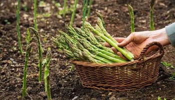A person plucks asparagus spears from the ground and places them in a wooden basket
