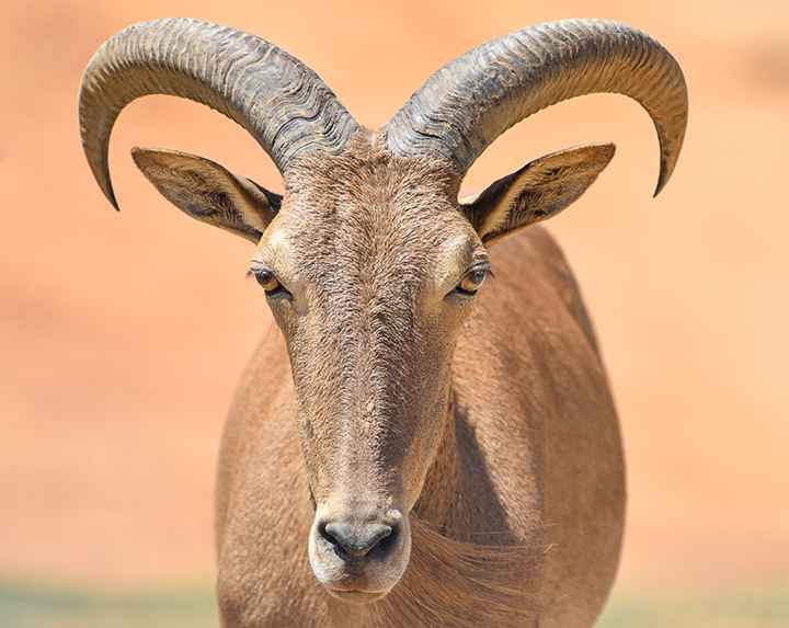 Close up of male horned goat.