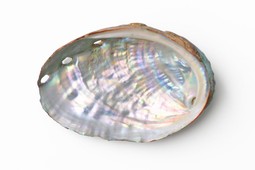 Isolated shot of Abalone shell on white background