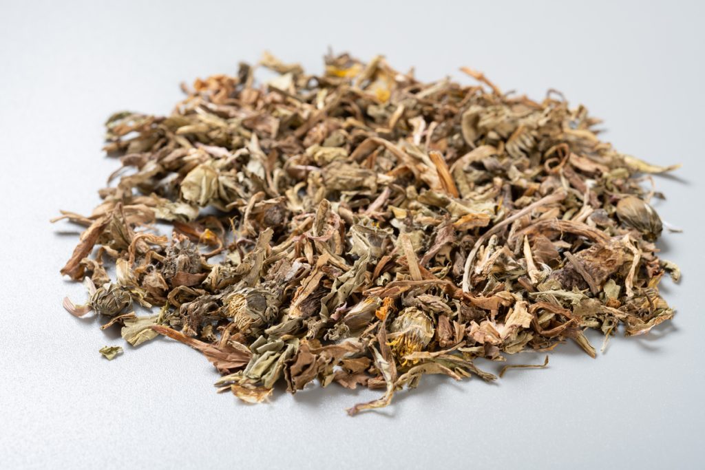 Close up of Dandelion (Pu Gong Ying) TCM herb