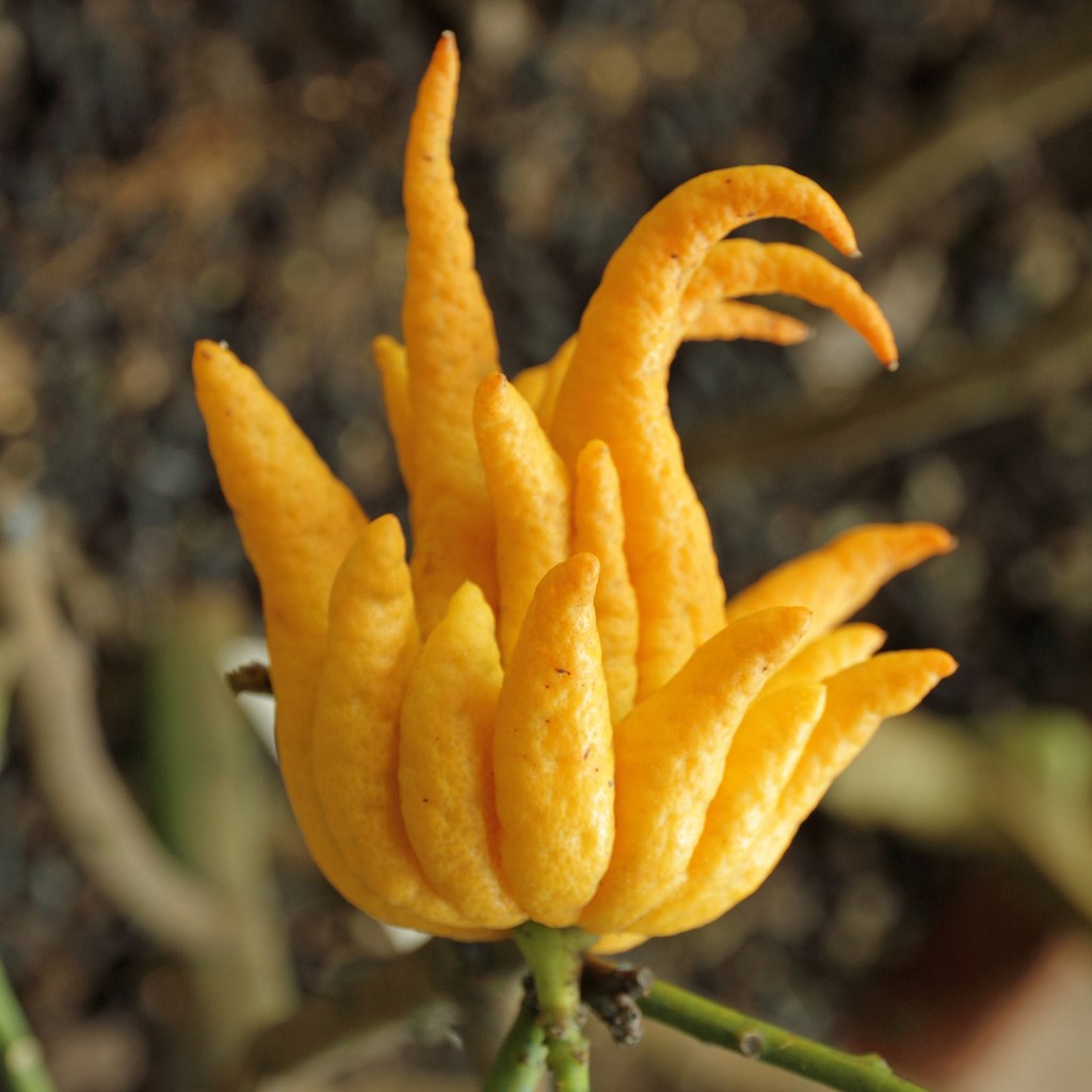 Close up of Fingered Citron Fruit (Buddha's Hand, Fo Shou) TCM Herb