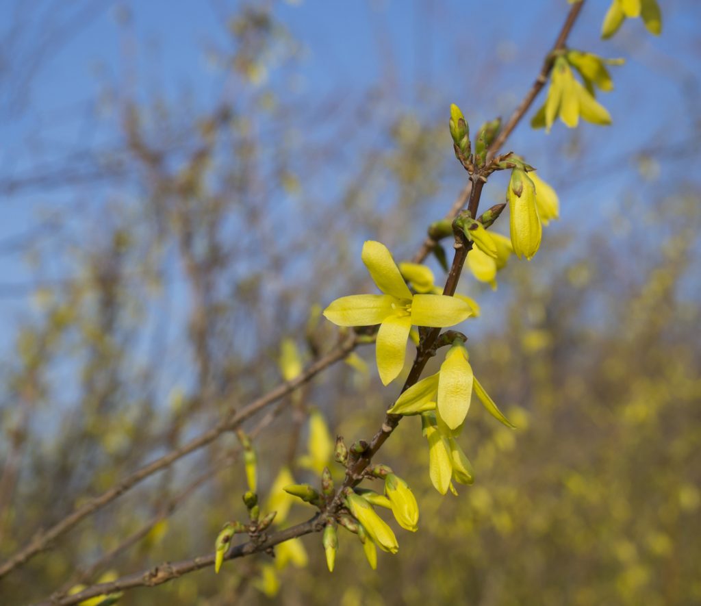 close up blossom weeping forsythia or golden-bell flower (Forsythia suspensa) selective focus, blue sky background