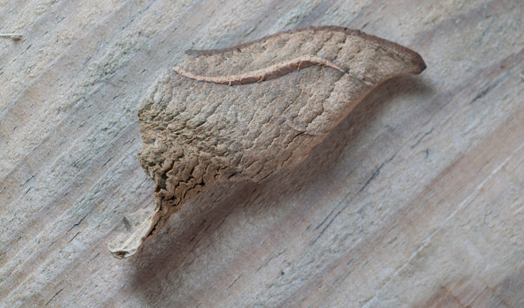 Rhizoma Cibotii (Gou Ji) on a wooden table