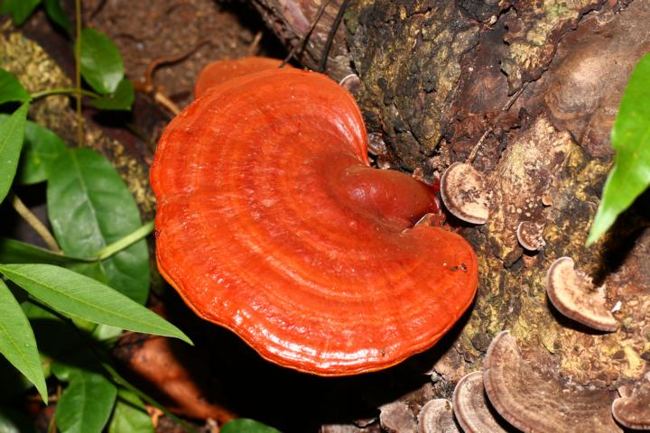 Reishi mushroom growing in a forest, ready to be harvested