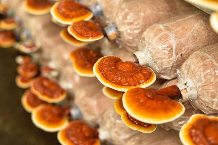 Incredible Benefits of the Reishi Mushroom - All Things Health